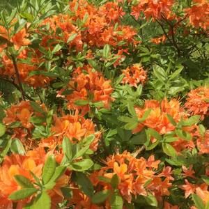 Meet your Posher, Marie